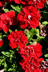 Vogue Red Double Petunia (Petunia 'Balvoged') at Stonegate Gardens