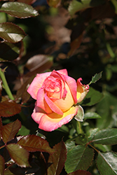 Enchanted Peace Rose (Rosa 'MEIzoloi') at Stonegate Gardens