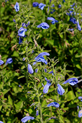 Patio Deep Blue Salvia (Salvia patens 'Patio Deep Blue') at Stonegate Gardens
