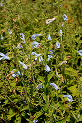 Patio Sky Blue Salvia (Salvia patens 'Patio Sky Blue') at Stonegate Gardens