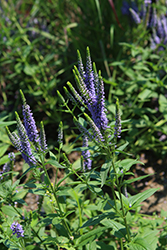 First Glory Speedwell (Veronica longifolia 'Alllord') at Stonegate Gardens