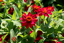 Zahara Raspberry Zinnia (Zinnia 'Zahara Raspberry') at Stonegate Gardens