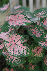 Pink Splash Caladium (Caladium 'Pink Splash') at Lakeshore Garden Centres