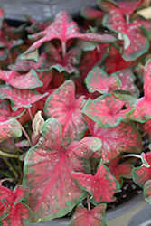 Restless Heart Caladium (Caladium 'Restless Heart') at Lakeshore Garden Centres