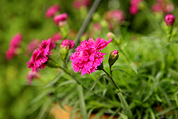 Falling In Love Rosie Pinks (Dianthus 'PG-072') at Stonegate Gardens