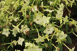 Saratoga Lime Flowering Tobacco (Nicotiana 'Saratoga Lime') at Lakeshore Garden Centres
