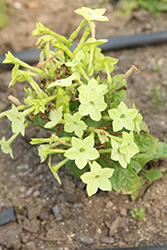 Starmaker Deep Lime Flowering Tobacco (Nicotiana 'Starmaker Deep Lime') at Stonegate Gardens