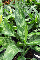 Emerald Beauty Chinese Evergreen (Aglaonema commutatum 'Emerald Beauty') at Lakeshore Garden Centres
