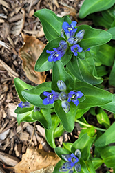 Parry's Gentian (Gentiana parryi) at Stonegate Gardens