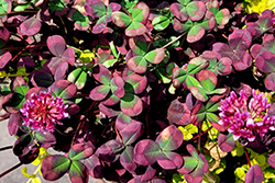 4 Luck Red Green Clover (Trifolium repens '4 Luck Red Green') at Lakeshore Garden Centres