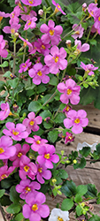 Pinktopia Bacopa (Sutera cordata 'PAS1283896') at Lakeshore Garden Centres
