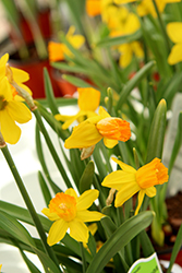 Jetfire Daffodil (Narcissus 'Jetfire') at A Very Successful Garden Center