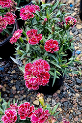 Constant Beauty Crush Burgundy Pinks (Dianthus 'Constant Beauty Crush Burgundy') at Lakeshore Garden Centres