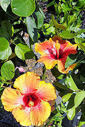 Tequila Sunrise Hibiscus (Hibiscus rosa-sinensis 'Tequila Sunrise') at Stonegate Gardens