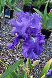 Blue Review Iris (Iris 'Blue Review') at A Very Successful Garden Center