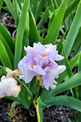 Eternal Bliss Iris (Iris 'Eternal Bliss') at A Very Successful Garden Center