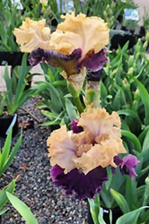 Roaring Twenties Iris (Iris 'Roaring Twenties') at A Very Successful Garden Center