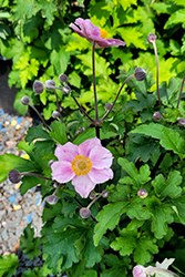 Pink Saucer Anemone (Anemone hupehensis 'Pink Saucer') at A Very Successful Garden Center