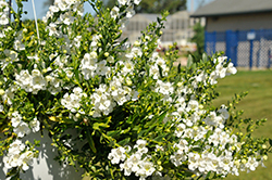 Angelface Cascade Snow Angelonia (Angelonia angustifolia 'Angelface Cascade Snow') at Stonegate Gardens