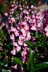 Aria Alta Pink Angelonia (Angelonia angustifolia 'Aria Alta Pink') at Stonegate Gardens