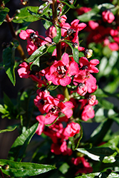 Aria Alta Raspberry Angelonia (Angelonia angustifolia 'Aria Alta Raspberry') at Stonegate Gardens