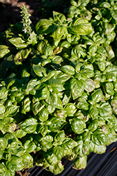 Genovese Basil (Ocimum basilicum 'Genovese') at Stonegate Gardens