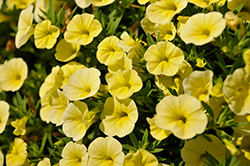 Cabaret Lemon Yellow Calibrachoa (Calibrachoa 'Cabaret Lemon Yellow') at Lakeshore Garden Centres