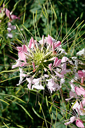 Sparkler 2.0 Blush Spiderflower (Cleome hassleriana 'Sparkler 2.0 Blush') at Stonegate Gardens