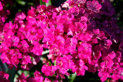 Jolt Purple Hybrid Pinks (Dianthus 'Jolt Purple') at Stonegate Gardens