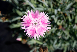 EverBloom Watermelon Ice Pinks (Dianthus 'Watermelon Ice') at A Very Successful Garden Center
