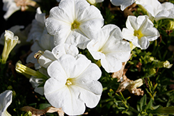 Durabloom White Petunia (Petunia 'Durabloom White') at Stonegate Gardens