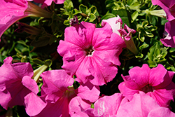 Surfinia XXL Taffy Pink Petunia (Petunia 'Surfinia XXL Taffy Pink') at Stonegate Gardens