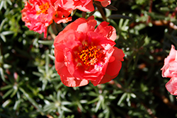 Sundial Coral Portulaca (Portulaca grandiflora 'Sundial Coral') at Lakeshore Garden Centres