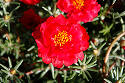 Sundial Deep Red Portulaca (Portulaca grandiflora 'Sundial Deep Red') at Lakeshore Garden Centres