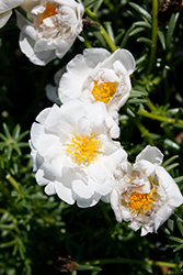 Sundial White Portulaca (Portulaca grandiflora 'Sundial White') at Lakeshore Garden Centres