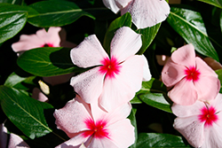 Cora XDR Apricot (Catharanthus roseus 'Cora XDR Apricot') at Stonegate Gardens