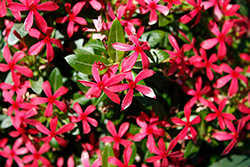 Soiree Kawaii Red Shades Vinca (Catharanthus roseus 'Soiree Kawaii Red Shades') at Lakeshore Garden Centres