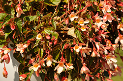Beauvilia Salmon White Begonia (Begonia boliviensis 'Beauvillia Salmon White') at Stonegate Gardens