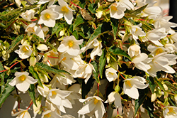 Beauvilia White Begonia (Begonia boliviensis 'Beauvilia White') at Lakeshore Garden Centres