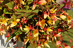 Groovy Mellow Yellow Begonia (Begonia boliviensis 'Groovy Mellow Yellow') at Stonegate Gardens