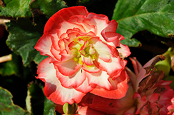 Nonstop Rose Picotee Begonia (Begonia 'Nonstop Rose Picotee') at Stonegate Gardens