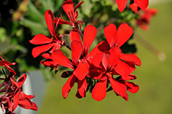 Caldera Red Geranium (Pelargonium 'Caldera Red') at Stonegate Gardens