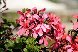 Caldera Salmon Geranium (Pelargonium 'Caldera Salmon') at Lakeshore Garden Centres