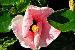 Hollywood Trophy Wife Hibiscus (Hibiscus rosa-sinensis 'AH-64') at Stonegate Gardens