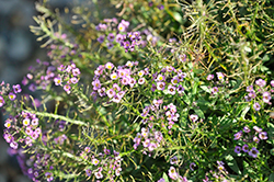 Violet Knight Alyssum (Lobularia maritima 'Violet Knight') at Stonegate Gardens