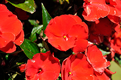 Paradise Red New Guinea Impatiens (Impatiens 'Paradise Red') at Stonegate Gardens