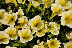 CannonBall Yellow Petunia (Petunia 'Balcannell') at Stonegate Gardens