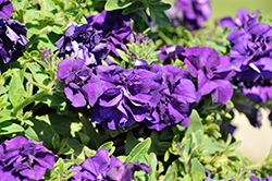 Vogue Blue Double Petunia (Petunia 'KLEPH22428') at Stonegate Gardens