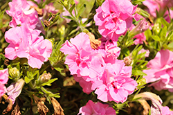 Vogue Pink Double Petunia (Petunia 'Balvogink') at Stonegate Gardens