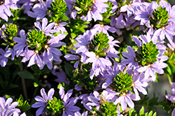 Touch Blue Fan Flower (Scaevola aemula 'Touch Blue') at Lakeshore Garden Centres